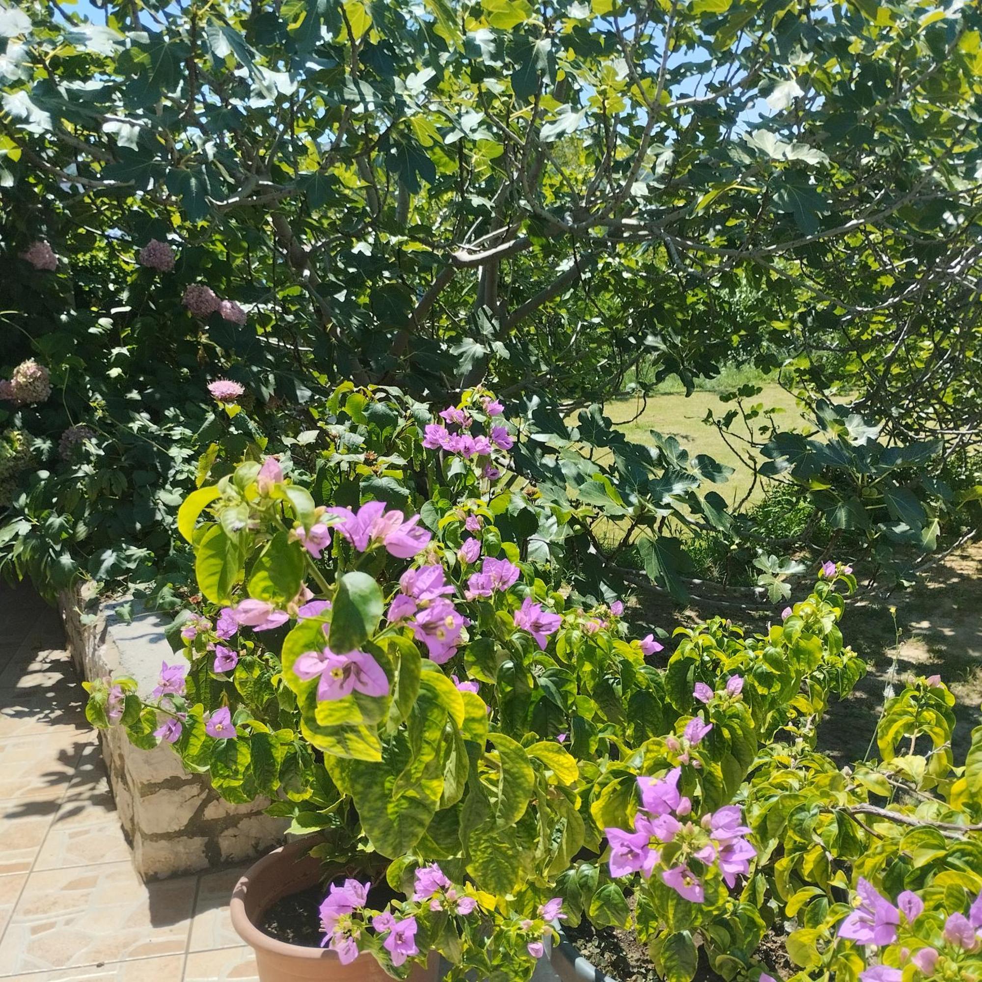 Apartmani Gero Lopar Kültér fotó